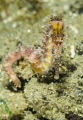   During dive guide discover small seahorse  